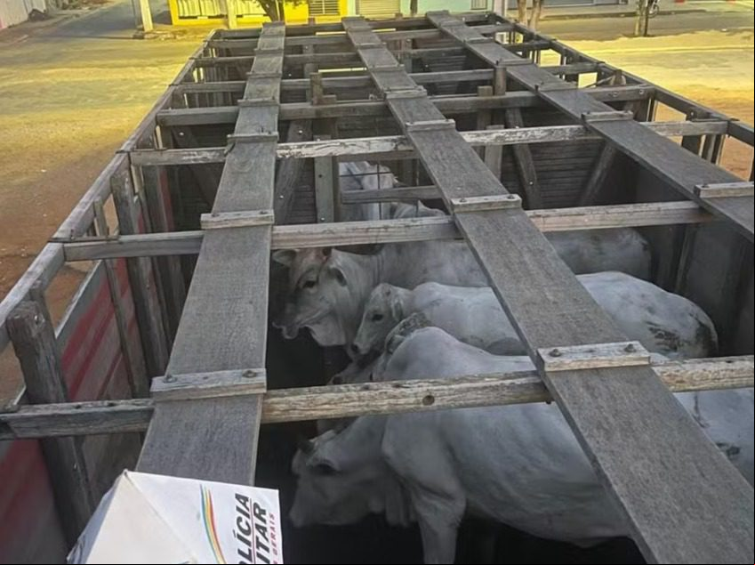 Com ajuda de vaqueiro, criminosos invadem fazenda e furtam sete bois em Jaíba; quatro foram presos