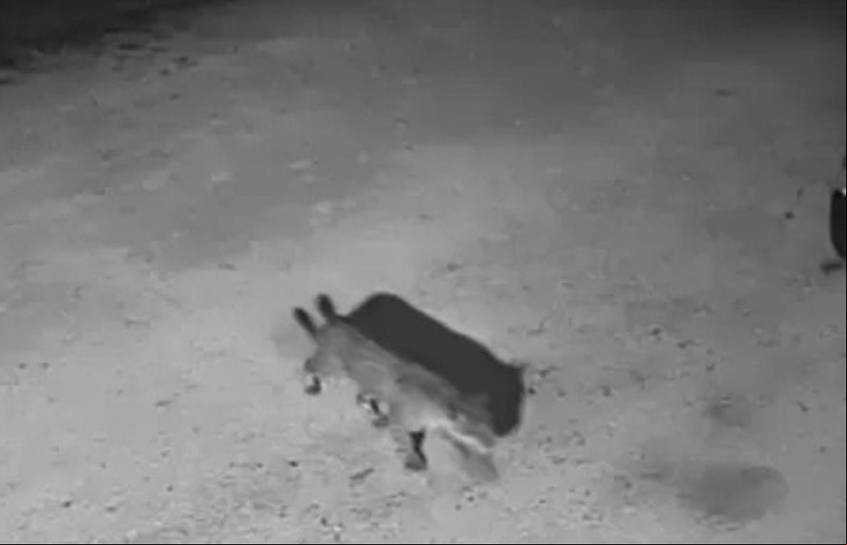 Trecho do vídeo da onça-pintada flagrada rondando casas em MS